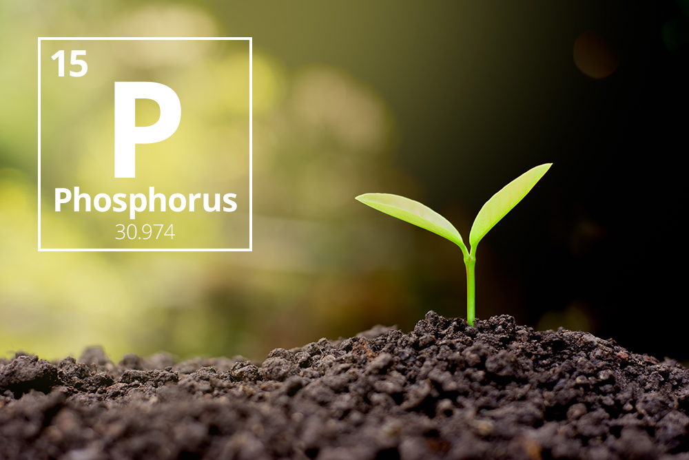 Taurus Inbound Blog Nov2017 Phosphorus 02